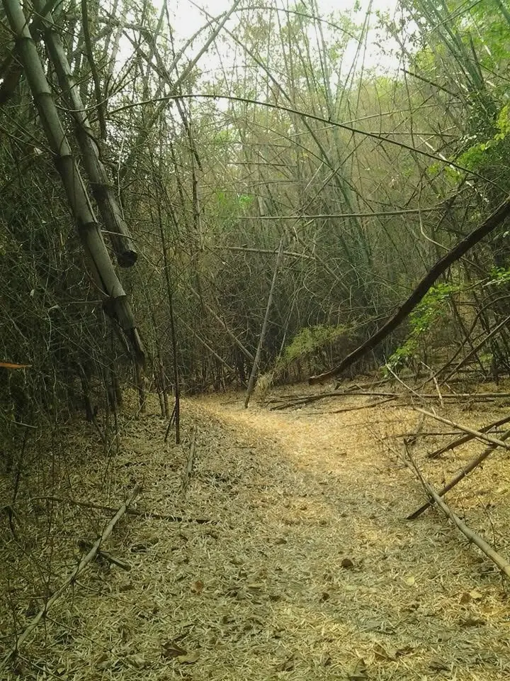The path under the bamboo